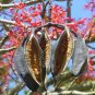 Flame Tree Brachychiton acerifolius 20 Seeds