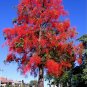 Flame Tree Brachychiton acerifolius 20 Seeds