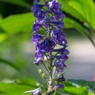 Tall Larkspur 25 Seeds Delphinium exaltatum Tall Larkspur 25 Seeds Delphinium exaltatum
