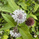 Snow Squarestem  Melanthera nivea  10 Seeds