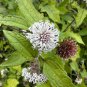 Snow Squarestem  Melanthera nivea  10 Seeds