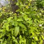 Snow Squarestem  Melanthera nivea  10 Seeds