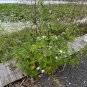 Snow Squarestem  Melanthera nivea  10 Seeds