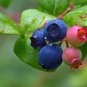 Highbush Blueberry Vaccinium corymbosum 100 Seeds