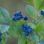 Highbush Blueberry Vaccinium corymbosum 100 Seeds