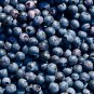 Highbush Blueberry Vaccinium corymbosum 100 Seeds