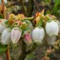 Highbush Blueberry Vaccinium corymbosum 100 Seeds