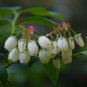 Highbush Blueberry Vaccinium corymbosum 100 Seeds