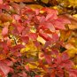 Highbush Blueberry Vaccinium corymbosum 100 Seeds