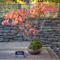 Highbush Blueberry Vaccinium corymbosum 100 Seeds