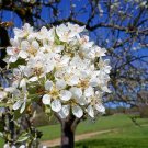 European Pear  20 Seeds  Pyrus communis