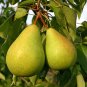 European Pear  20 Seeds  Pyrus communis