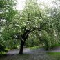 European Pear  20 Seeds  Pyrus communis