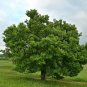 European Pear  20 Seeds  Pyrus communis