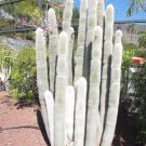 Silver Torch 25 Seeds Cleistocactus strausii Silver Torch 25 Seeds Cleistocactus strausii