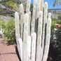 Silver Torch 25 Seeds Cleistocactus strausii