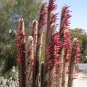 Silver Torch 25 Seeds Cleistocactus strausii