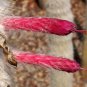 Silver Torch 25 Seeds Cleistocactus strausii