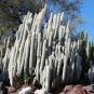 Silver Torch 25 Seeds Cleistocactus strausii