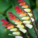 Firecracker Vine Ipomoea lobata 20 Seeds