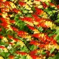 Firecracker Vine Ipomoea lobata 20 Seeds