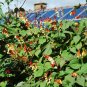 Firecracker Vine Ipomoea lobata 20 Seeds