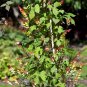 Firecracker Vine Ipomoea lobata 20 Seeds