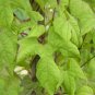 Firecracker Vine Ipomoea lobata 20 Seeds