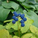 Blue Cohosh 5 Seeds Caulophyllum thalictroides Blue Cohosh 5 Seeds Caulophyllum thalictroides