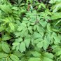 Blue Cohosh 5 Seeds Caulophyllum thalictroides