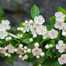 Mayflower 100 Seeds Midland Hawthorn Crataegus laevigata Mayflower 100 Seeds Midland Hawthorn Crataegus laevigata