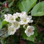 Mayflower 100 Seeds Midland Hawthorn Crataegus laevigata