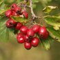 Mayflower 100 Seeds Midland Hawthorn Crataegus laevigata