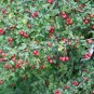 Mayflower 100 Seeds Midland Hawthorn Crataegus laevigata