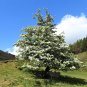 Mayflower 100 Seeds Midland Hawthorn Crataegus laevigata