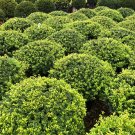 Japanese Holly Ilex crenata 20 Seeds