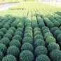 Japanese Holly Ilex crenata 20 Seeds