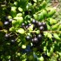 Japanese Holly Ilex crenata 20 Seeds