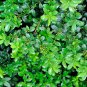 Japanese Holly Ilex crenata 20 Seeds