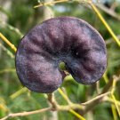 Monkey Earpod Tree Enterolobium contortisiliquum 10 Pods