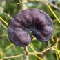 Monkey Earpod Tree Enterolobium contortisiliquum 10 Pods