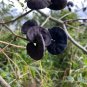 Monkey Earpod Tree Enterolobium contortisiliquum 10 Pods