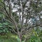 Monkey Earpod Tree Enterolobium contortisiliquum 10 Pods