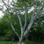 Monkey Earpod Tree Enterolobium contortisiliquum 10 Pods
