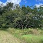 Monkey Earpod Tree Enterolobium contortisiliquum 10 Pods