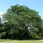 Monkey Earpod Tree Enterolobium contortisiliquum 10 Pods
