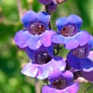 Showy Penstemon Penstemon spectabilis 100 Seeds