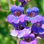 Showy Penstemon Penstemon spectabilis 100 Seeds