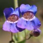 Showy Penstemon Penstemon spectabilis 100 Seeds