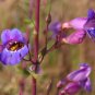 Showy Penstemon Penstemon spectabilis 100 Seeds